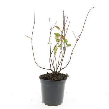 Hypericum i. 'Annebel'