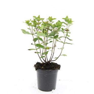 Hypericum i. 'Annebel'