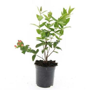 Hypericum i. 'Annebel'