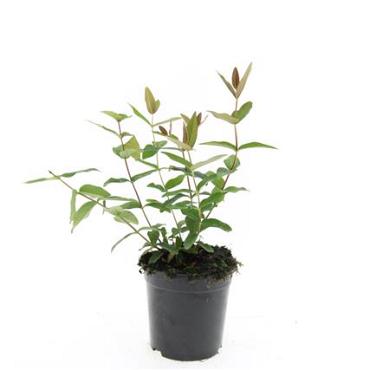 Hypericum i. 'Autumn Blaze'