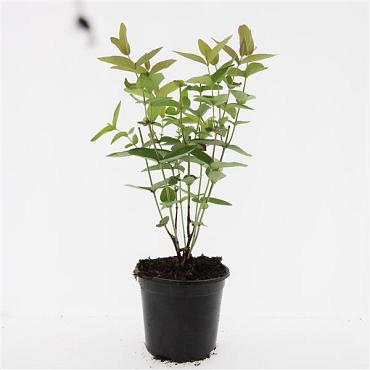 Hypericum i. 'Autumn Blaze'