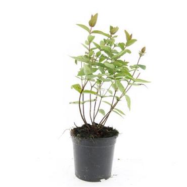 Hypericum i. 'Beauty'