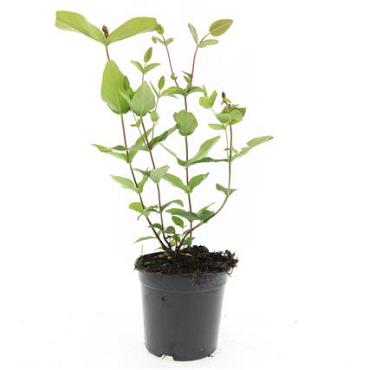 Hypericum i. 'Excellent Flair'