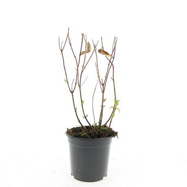 Hypericum i. 'Excellent Flair'