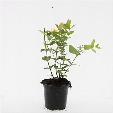 Hypericum i. 'Excellent Flair'