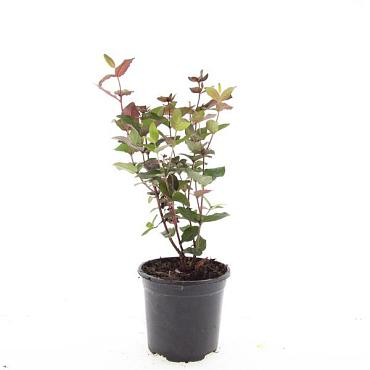 Hypericum i. Magical Black