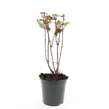 Hypericum i. Magical Black