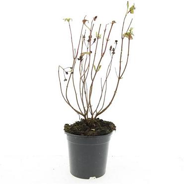 Hypericum i. 'Orange Flair'