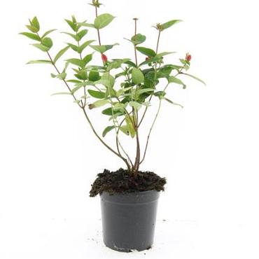Hypericum i. 'Orange Flair'