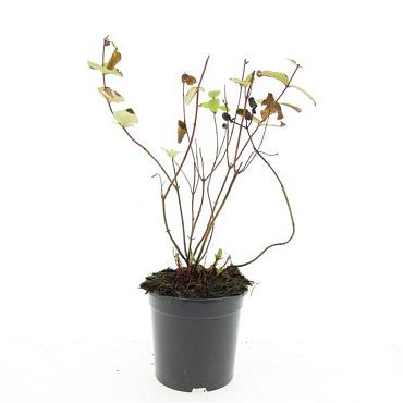 Hypericum i. 'Rheingold'