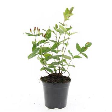 Hypericum i. 'Rheingold'