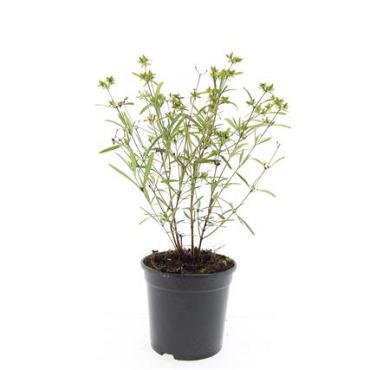 Hypericum kalmianum 'Gemo'