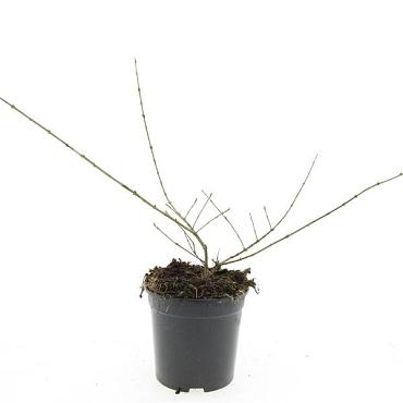 Ligustrum obtusifolium regelianum