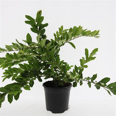 Ligustrum obtusifolium regelianum