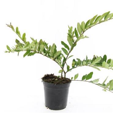 Ligustrum obtusifolium regelianum