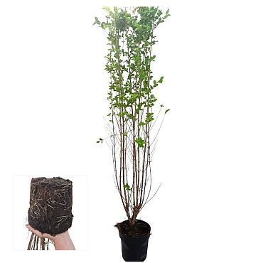 Ligustrum ovalifolium