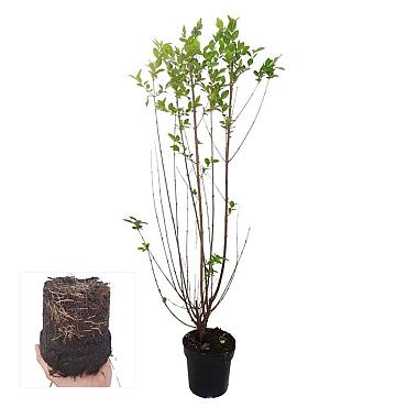 Ligustrum ovalifolium