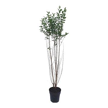 Ligustrum ovalifolium