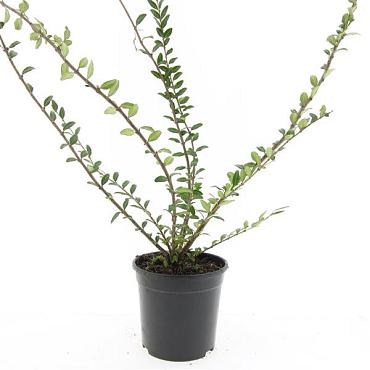 Lonicera pileata