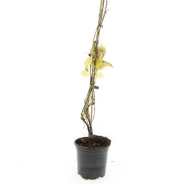 Parthenocissus quinq.engelmannii