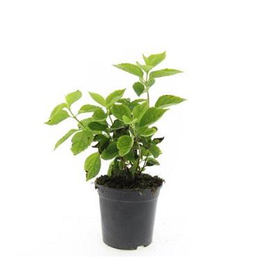 Philadelphus coronarius