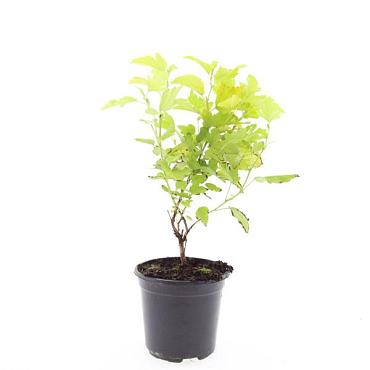 Physocarpus opulif. 'Dart's Gold'