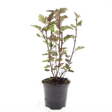 Physocarpus opulif. 'Red Baron'