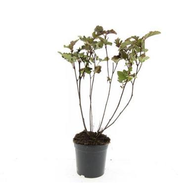 Physocarpus opulif. 'Red Baron'