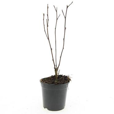 Physocarpus opulif. 'Red Baron'