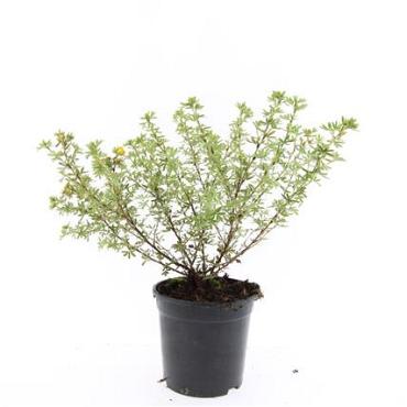Potentilla f. 'Blink'