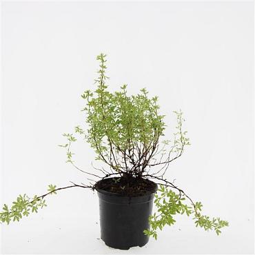 Potentilla f. 'Blink'
