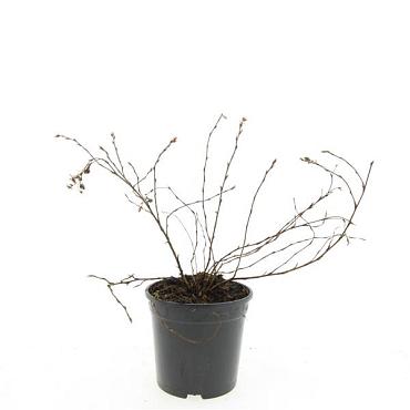 Potentilla f. 'Elizabeth'