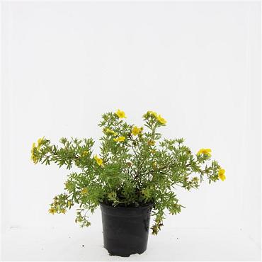 Potentilla f. 'Goldfinger'