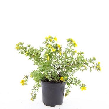 Potentilla f. 'Goldfinger'