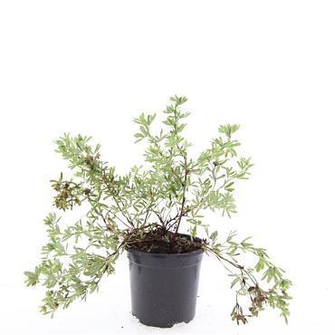Potentilla f. 'Goldstar'