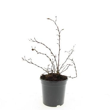 Potentilla f. 'Goldstar'