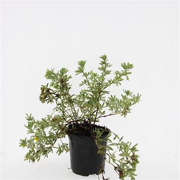 Potentilla f. 'Goldstar'