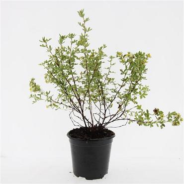 Potentilla f. 'Limelight'