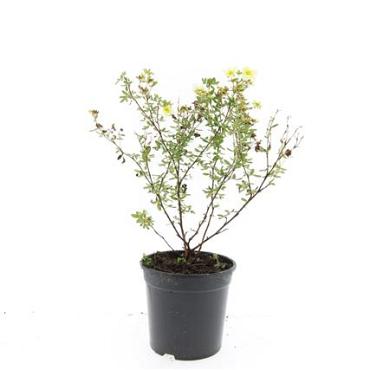 Potentilla f. 'Limelight'