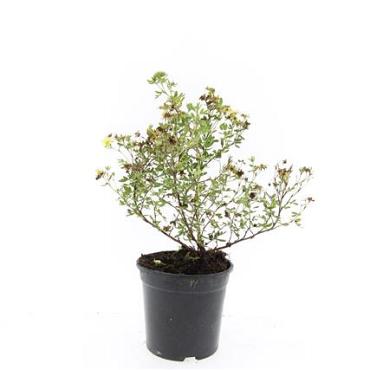 Potentilla f. 'Limelight'