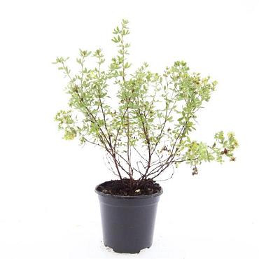 Potentilla f. 'Limelight'