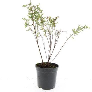 Potentilla f. 'Maanelys'