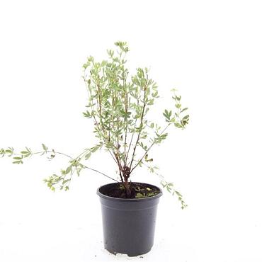 Potentilla f. 'Maanelys'
