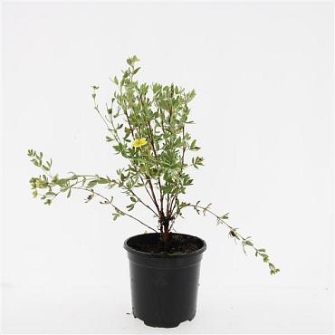 Potentilla f. 'Maanelys'