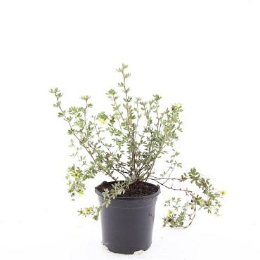 Potentilla f. 'Primrose Beauty'