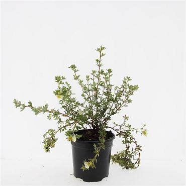 Potentilla f. 'Primrose Beauty'