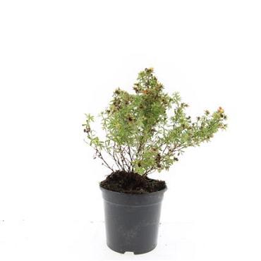 Potentilla f. 'Red Ace'