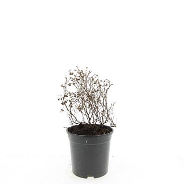 Potentilla f. 'Red Ace'