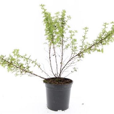 Potentilla f. 'Tangerine'