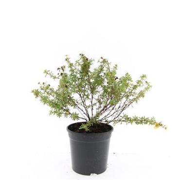 Potentilla f. 'Tangerine'